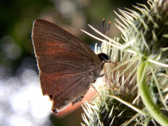 Deudorix epijarbas