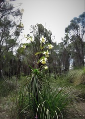 Pimelea suaveolens
