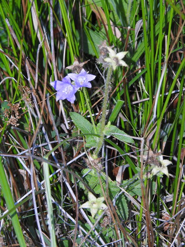 Campanula primulifolia, photograph 1