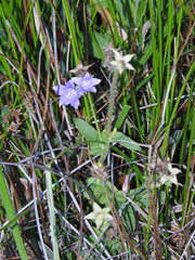 Campanula alata