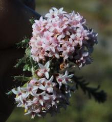 Elytropappus hispidus