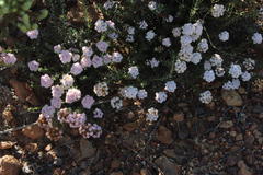 Elytropappus hispidus