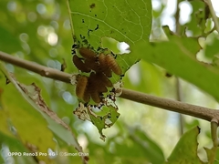 Phyllocharis undulata