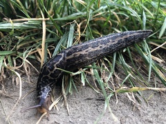 Limax maximus