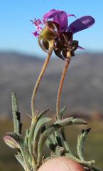 Pelargonium coronopifolium
