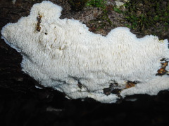 Dentipellis fragilis