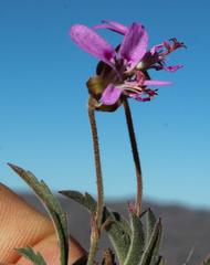 Pelargonium coronopifolium