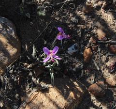 Pelargonium coronopifolium