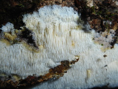 Dentipellis fragilis
