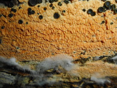 Flavidoporia mellita