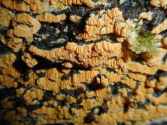Flavidoporia mellita