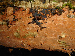 Fuscoporia ferruginosa