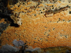 Flavidoporia mellita