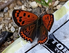 Lycaena panava