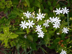 Jasminum auriculatum