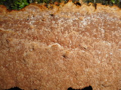 Fuscoporia ferruginosa