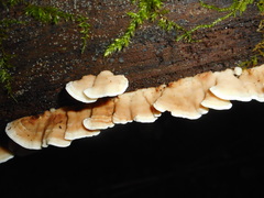 Antrodiella pallescens