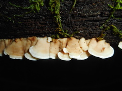 Antrodiella pallescens