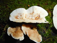 Antrodiella pallescens