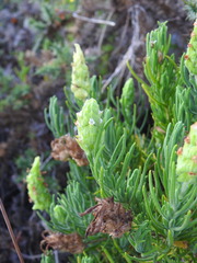 Lavandula viridis