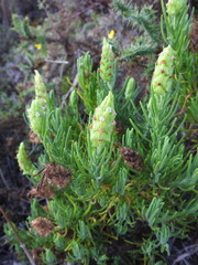 Lavandula viridis
