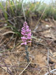 Comesperma polygaloides