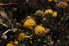 Leucadendron nitidum