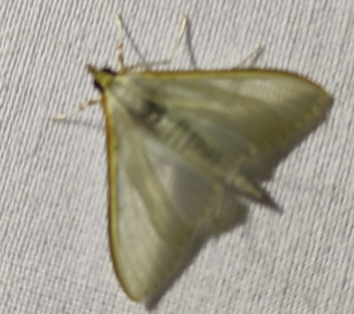 Jasmine Moth, 3432 Nieuwegein, Nederland, photo 6 of 10