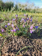 Dracocephalum foetidum