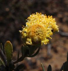 Leucadendron nitidum