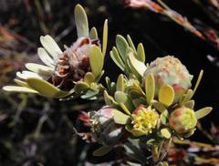 Leucadendron nitidum