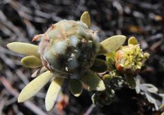 Leucadendron nitidum