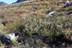 Leucadendron nitidum