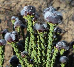 Leucadendron dubium