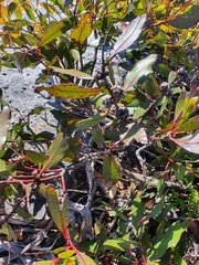 Eucalyptus kitsoniana
