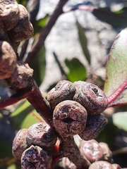 Eucalyptus kitsoniana