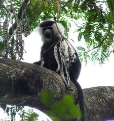 Colobus angolensis