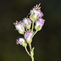 Eriocephalus purpureus