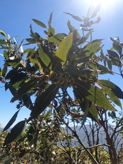 Eucalyptus kitsoniana