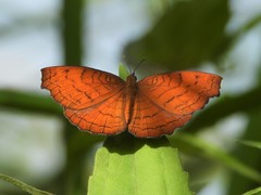 Ariadne specularia