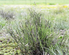 Eriocephalus purpureus