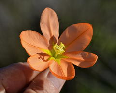 Moraea bifida
