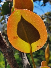 Eucalyptus kitsoniana
