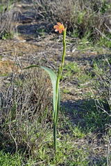 Moraea bifida