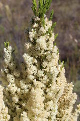Erica leucanthera