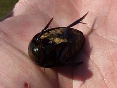 Hydrophilus senegalensis