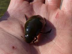 Hydrophilus senegalensis