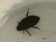 Hydrophilus senegalensis