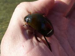 Hydrophilus senegalensis