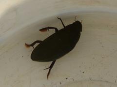 Hydrophilus senegalensis